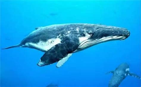 2022美蕊沙出海观鲸玩乐攻略,虽然看到鲸鱼时是无比激动的...【去哪儿攻略】
