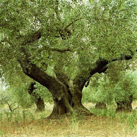 油橄榄树,100周年,橄榄,绿橄榄,天空,水平画幅,无人,古老的,夏天,户外摄影素材,汇图网www.huitu.com