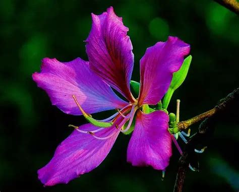 香港紫荆花的象征意义是什么「详细介绍：香港区花紫荆花含义」 - 遇奇吧