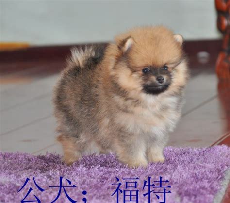 台湾血统的白色博美幼犬小公已售_博美犬 博美犬舍 紫盈博美犬舍、博美 白博美、博美犬