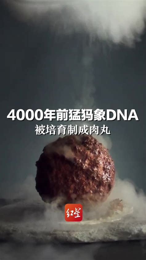 4000年前猛犸象DNA，被培育制成肉丸_凤凰网视频_凤凰网
