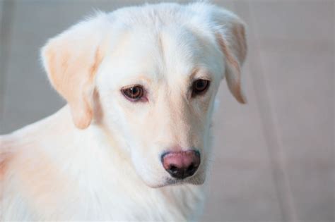 纯种拉布拉多犬幼犬狗狗出售 宠物拉布拉多犬可支付宝交易 拉布拉多犬 /编号10064400 - 宝贝它