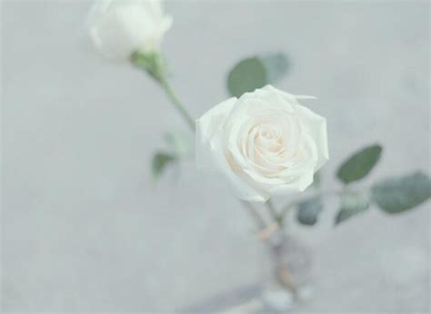 白玫瑰代表什么意思(白玫瑰的花语是什么) | 说明书网