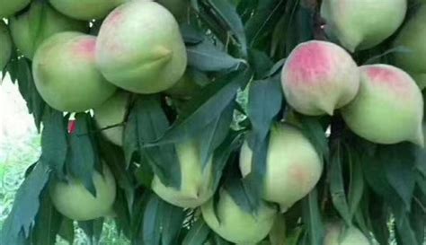 盛夏7月，广东连平的鹰嘴桃，挂满枝头，果实饱满，清甜可口！