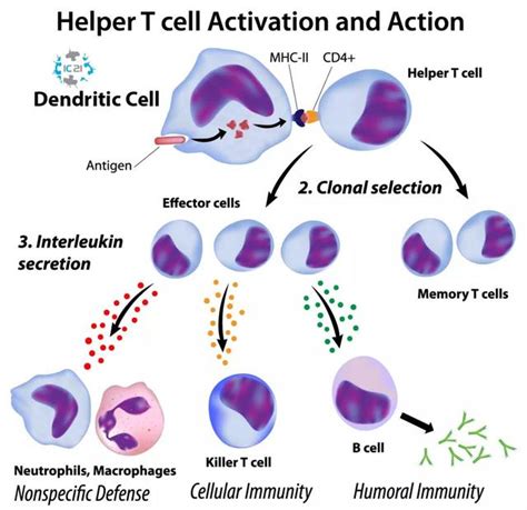关于DC细胞的特征及应用详解，你知道多少？_cells