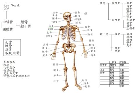 完整人体骨架-3D打印模型下载-3D工场 3Dworks.cn