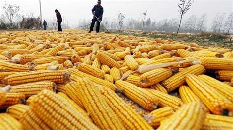 玉米价格创历史新高是怎么回事 2021玉米为什么涨价了 _八宝网