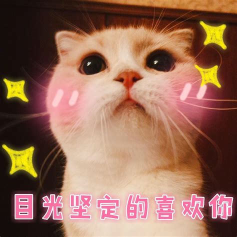 目光坚定的喜欢你 - 一只可爱猫咪表情包 - 发表情 - fabiaoqing.com