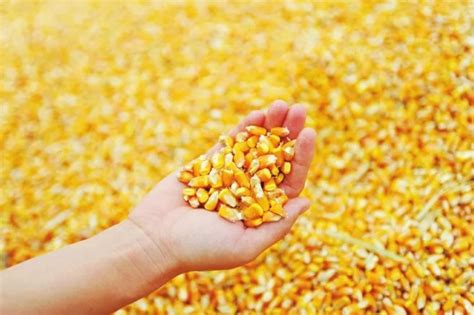 2019年中国玉米产量、消费量、种植面积、库存量、进出口情况及价格走势分析[图]_智研咨询