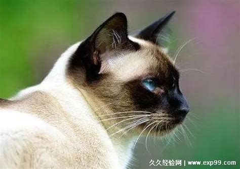 暹罗猫长什么样子（暹罗猫产地起源与象征） - 胖萌舍宠物网