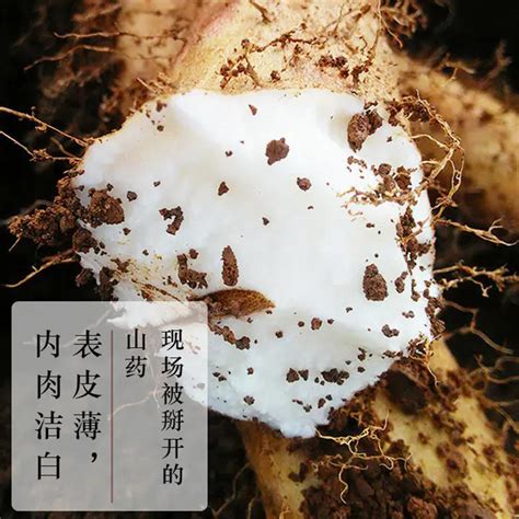 山药,白色背景,中国,分离着色,芋头正版图片素材下载_ID:302356365 - Veer图库
