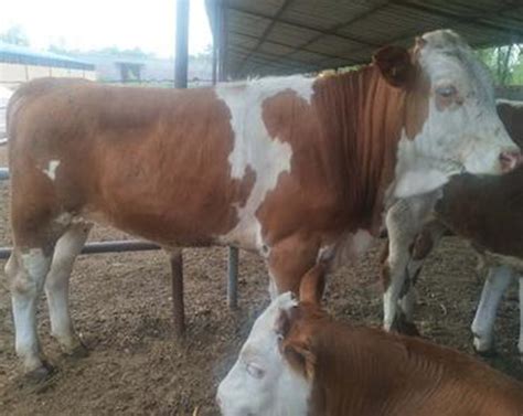 养殖成年育肥鲁西黄牛 改良肉牛牛犊 肉牛苗性情温顺 体驱粗壮-阿里巴巴