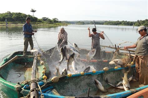 渔业水产海鲜渔业开发淡水水产养殖PPT下载_红动中国