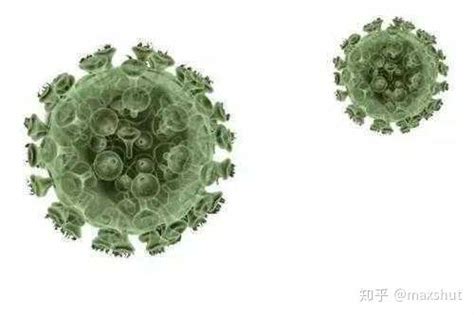 普通流感病毒--中国数字科技馆