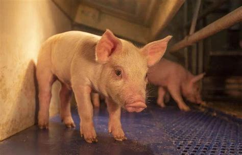 产能恢复超预期，生猪养殖盈利遇双向挤压 - 积牧网 | 新猪派-新禽况