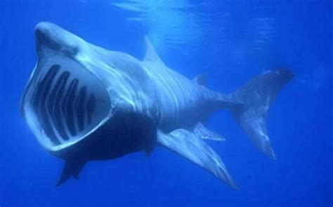 大白鲨图片大全-大白鲨高清图片下载-觅知网