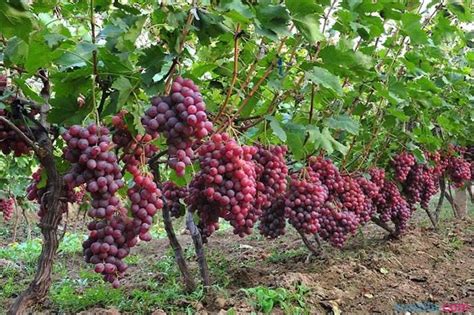 规模种植葡萄技巧 - 绿康有机肥公司