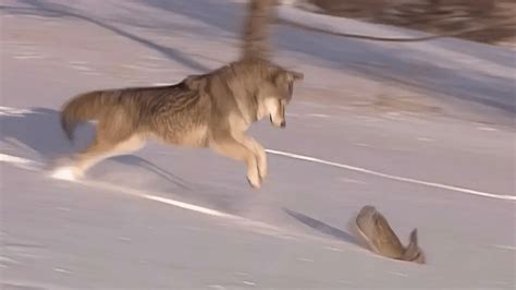 大凉山发现一只小狼，捕牛时被踢伤，村民带回家救治，却引来母狼