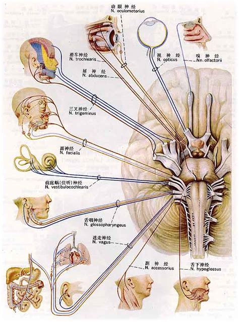 脑神经的纤维成分、核团及功能_面神经
