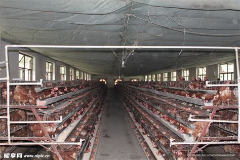 在农场里吃鸡肉的养鸡场鸡在笼子下面的盘子高清图片下载-正版图片504196669-摄图网