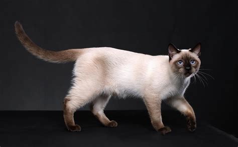 新手养猫暹罗猫英短和美短哪种猫更适合呢？ - 知乎