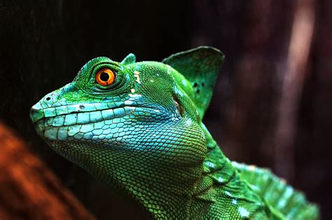 Iguana (grüner Leguan) Foto & Bild | tiere, wildlife, amphibien ...