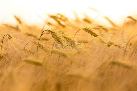 日落日出时,农场上种植大麦作物的黄金田的观拍摄高清图片下载-正版图片300172618-摄图网