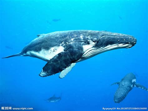 蓝鲸是目前已知的世界上体型最大，最重的动物。_腾讯视频