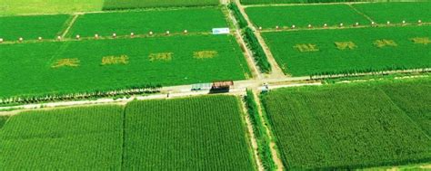 阿里巴巴成立数字农业公司 经营范围含智能农业管理_新浪财经_新浪网