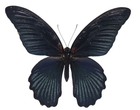 宽带美凤蝶 Papilio nephelus - 物种库 - 国家动物标本资源库