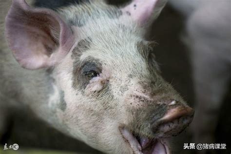 最神秘的猪病——猪呼吸与繁殖障碍综合征的临床症状及治疗