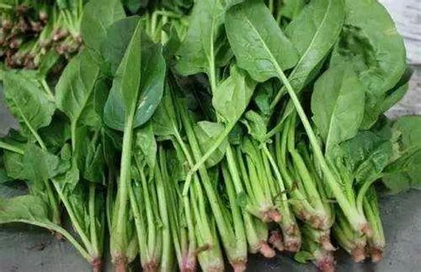 2018越冬菠菜开始种植，专家预计后期价格可能会偏低！_蔬菜_371 ...