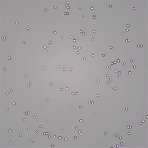 姜新义教授团队研究成果为调控机体巨噬细胞抗白色念珠菌感染提供新策略-山东大学齐鲁医学院