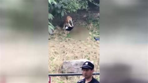 宁波雅戈尔动物园发生老虎咬人事件现场视频曝光_高清1080P在线观看平台_腾讯视频
