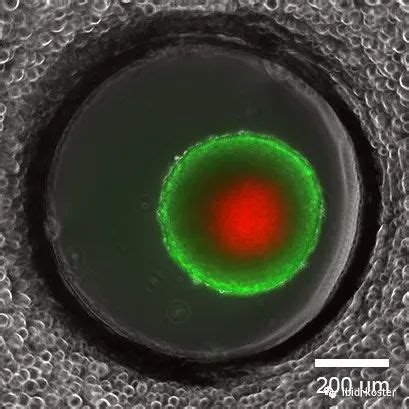 微球培养-3D细胞微球体培养系统_3D微球体培养系统-世联博研（北京）科技有限公司