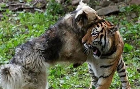 为激起老虎狮子的狼性，动物饲养员将土狗关进去，第二天再看：搞反了吧？_宠界新闻