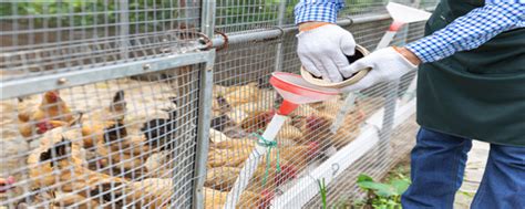 引来预制菜生产大订单 以肉鸡养殖带动增收|合作社|茂名市_新浪新闻