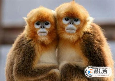 “人脸猴”带热天津动物园 5万余人争睹“网红”