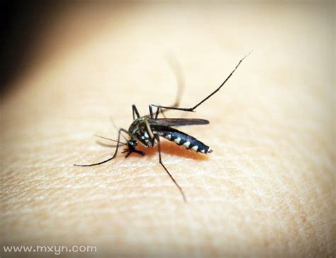 恋爱中的人梦见蚊子很多是什么意思预兆 - 原版周公解梦大全