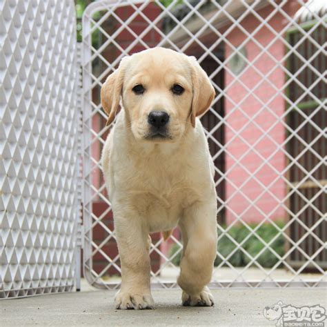 纯种拉布拉多犬幼犬狗狗出售 宠物拉布拉多犬可支付宝交易 拉布拉多犬 /编号10082401 - 宝贝它