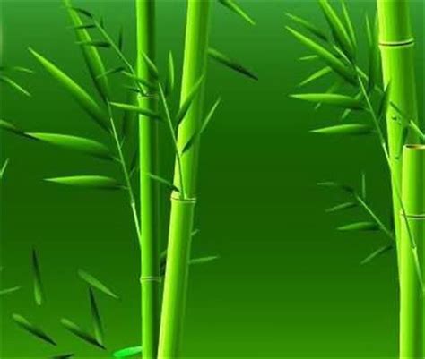 翠竹的象征意义有几种 翠竹有哪些价值_百科知识_学堂_齐家网
