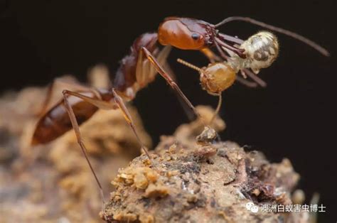 蚂蚁的人工养殖技术有哪些？蚂蚁的繁殖前景如何 - 绕农网