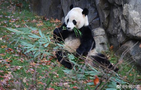 中美续签合作协议，大熊猫“美香”一家三口留美再延长3年 - 大事件 - 新湖南