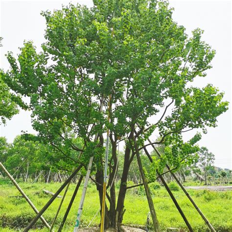 2020年中国绿化苗木行业发展现状分析 - 北京华恒智信人力资源顾问有限公司