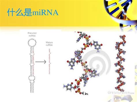 mirna 是基因编辑技术么（科学家发现MicroRNA有望促进头发再生）