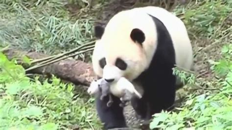 大熊猫的资料大全（大熊猫的前世今生：从凶猛的“食铁兽”变成呆萌可爱的“国宝”） | 说明书网