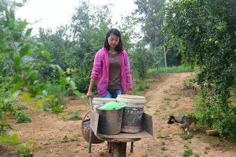 郑州女子放弃城里工作回乡养鸡 7000多只鸡产出“五彩蛋”走俏市场-大河新闻