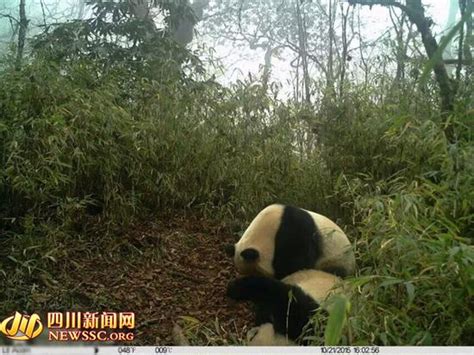四川卧龙首次拍到疑似野生大熊猫双胞胎视频_中国国情_中国网