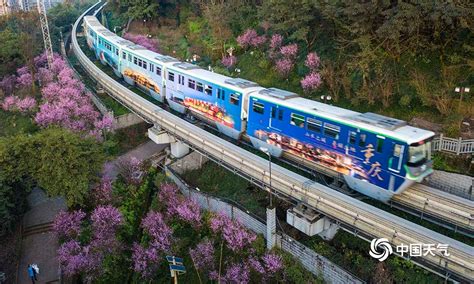 重庆开往春天的列车来了！穿越花海形成靓丽风景线-图片频道