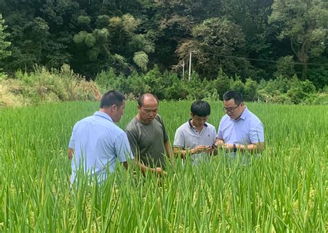 保靖县：6个农业抗旱救灾指导服务小组助力农作物缓解旱情 - 湘西 - 新湖南